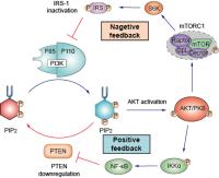 pi3k pathway image 1